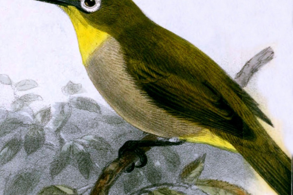 Anjouan White-eye
