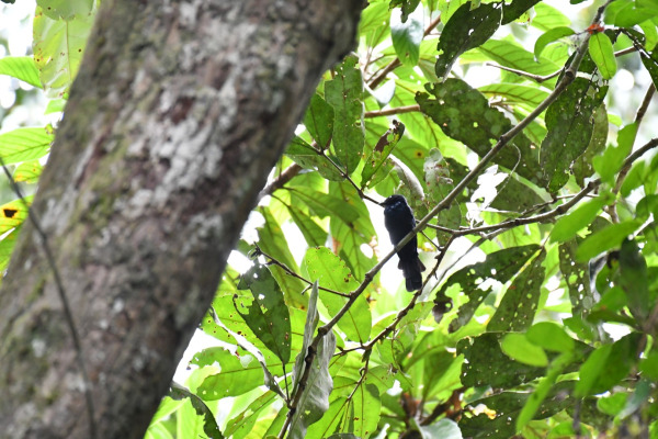 Anna's Slaty Flycatcher