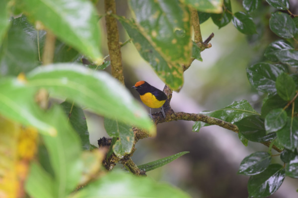 Anne's euphonia