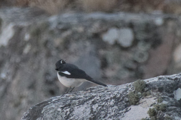 Ansorge's Ground Thrush
