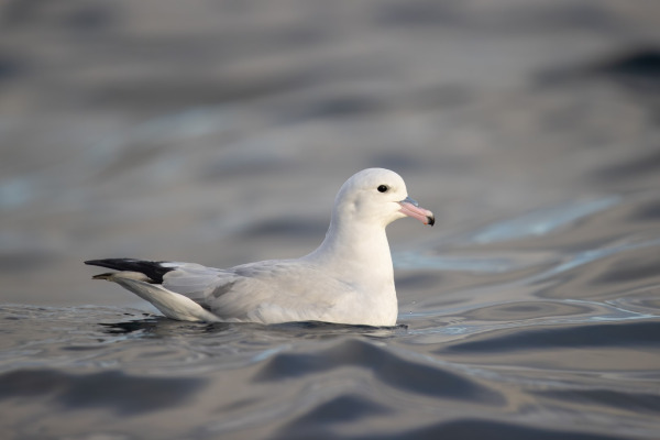 Antarctic Petrel