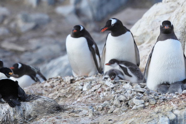 Antarctic Shag