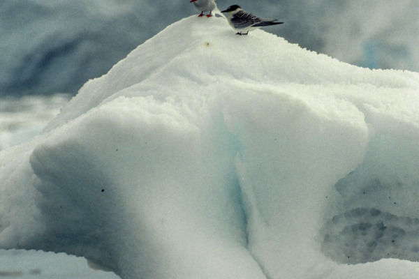 Antarctic Tern