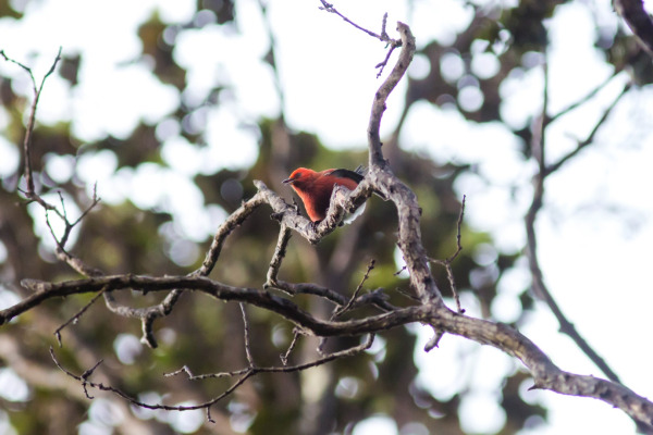 ʻApapane