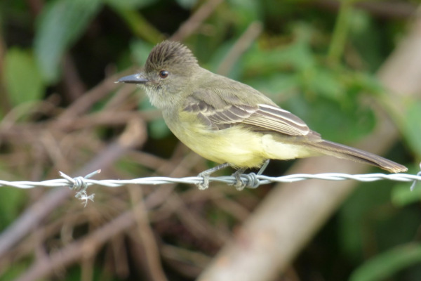 Apical Flycatcher
