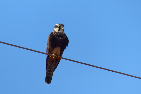 Aplomado Falcon