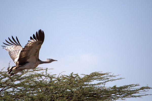 Arabian Bustard