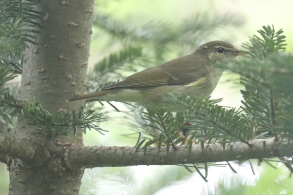Arctic Warbler