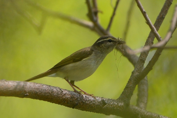 Arctic Warbler