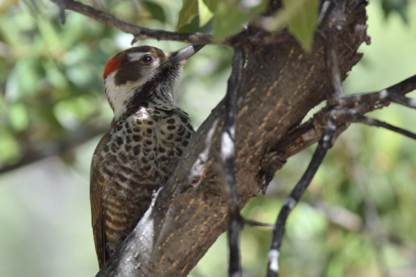 Arizona Woodpecker