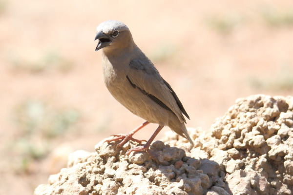 Arnaud's sparrow-lark