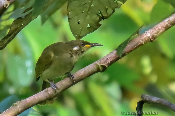 Aru Honeyeater