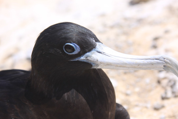 Ascension frigatebird