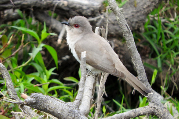 Ash-colored Cuckoo
