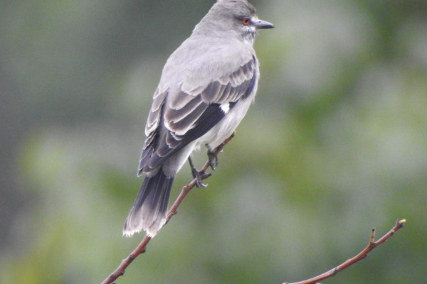 Ash-throated Antwren