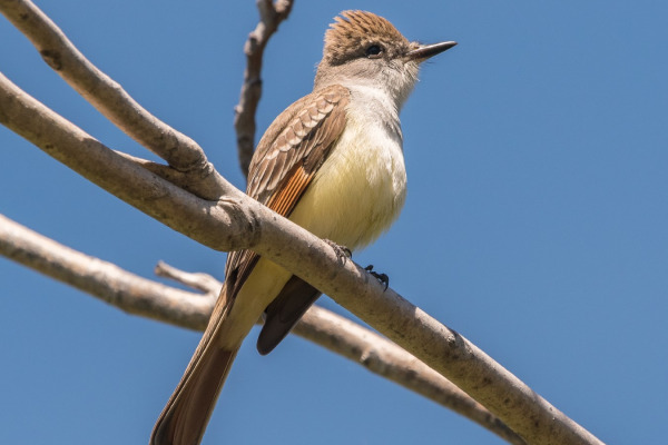 Ash-throated Flycatcher