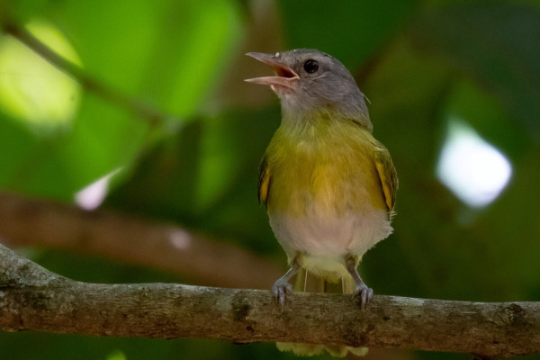 Ashy-headed Greenlet