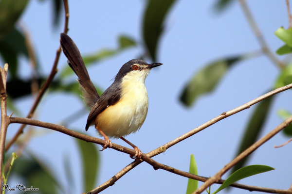 Ashy Prinia