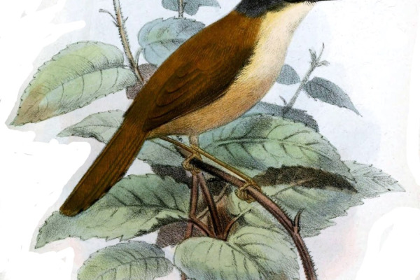 Ashy Prinia
