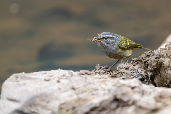 Ashy-throated Warbler