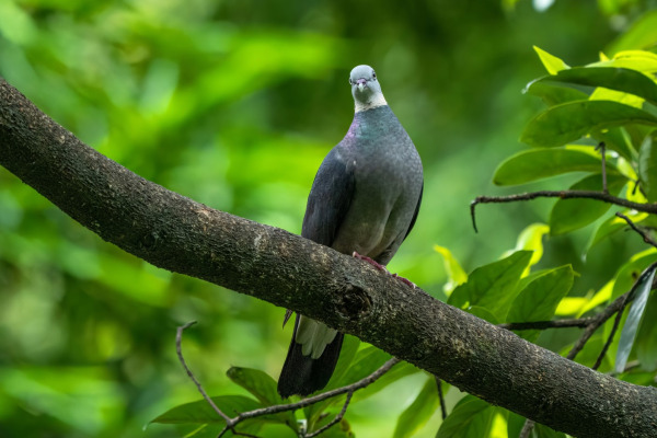 Ashy Wood Pigeon