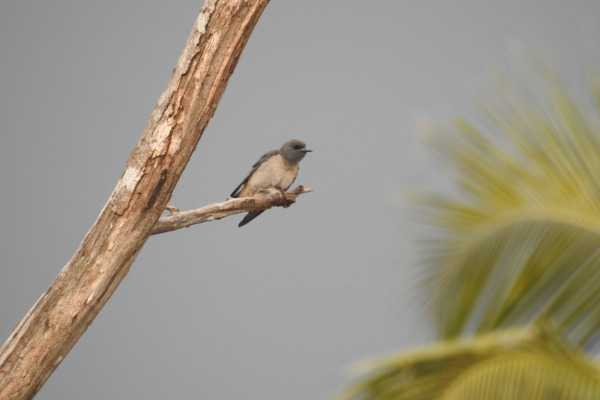 Ashy Woodswallow