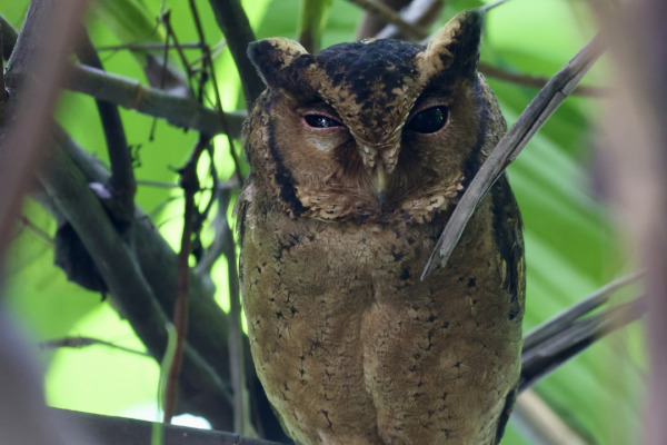 Asian Barred Owlet