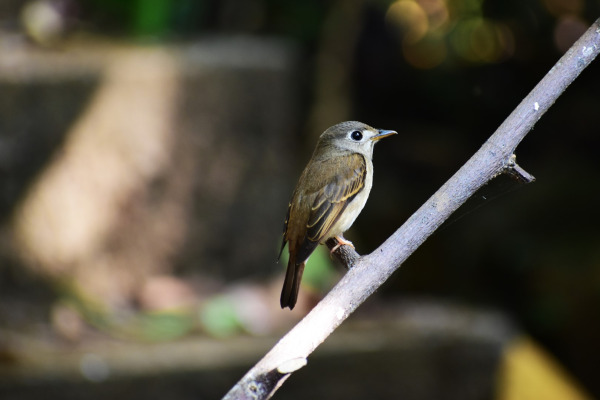 Asian Brown Flycatcher