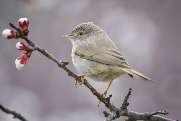 Asian Desert Warbler