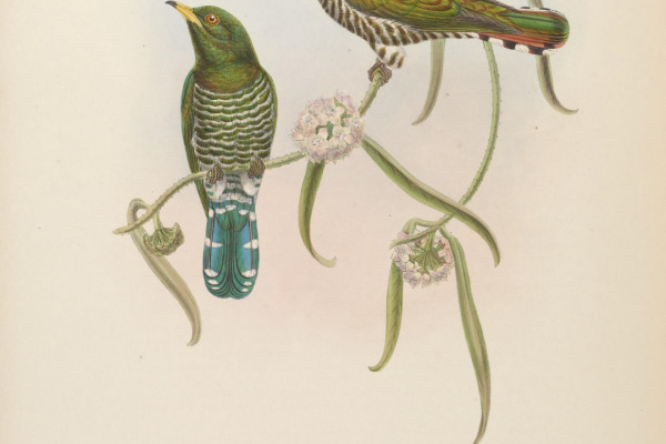 Asian emerald cuckoo