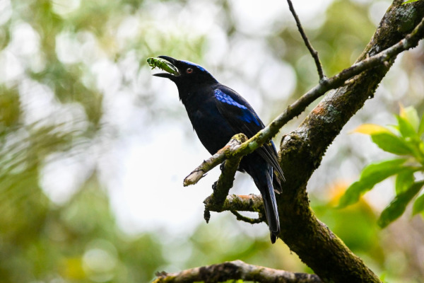 Asian Fairy-bluebird