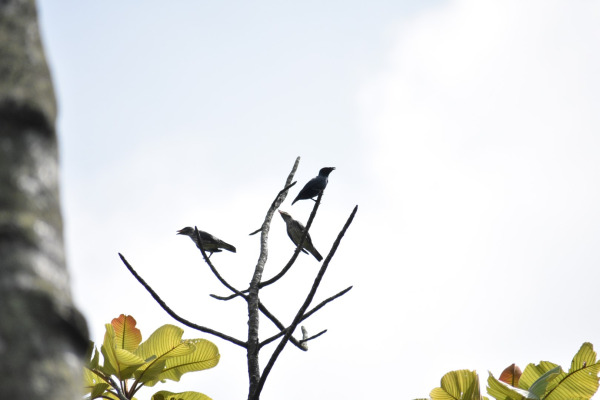 Asian Glossy Starling