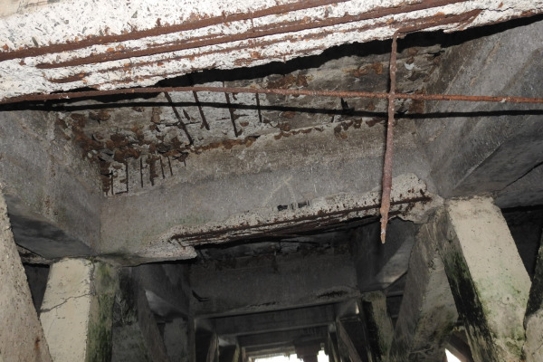 Asian Glossy Swiftlet