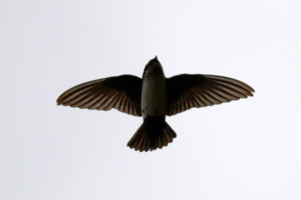 Asian House Martin
