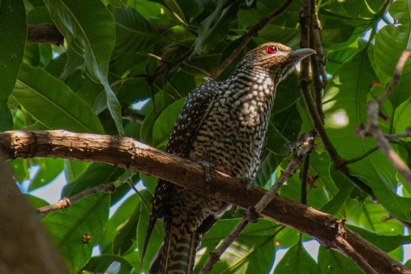 Asian Koel