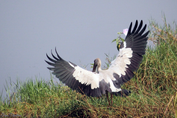 Asian Openbill