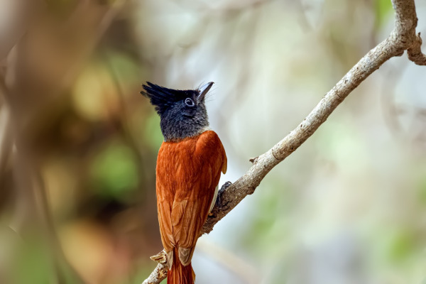 Asian Paradise Flycatcher