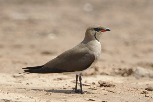 Asian Pratincole
