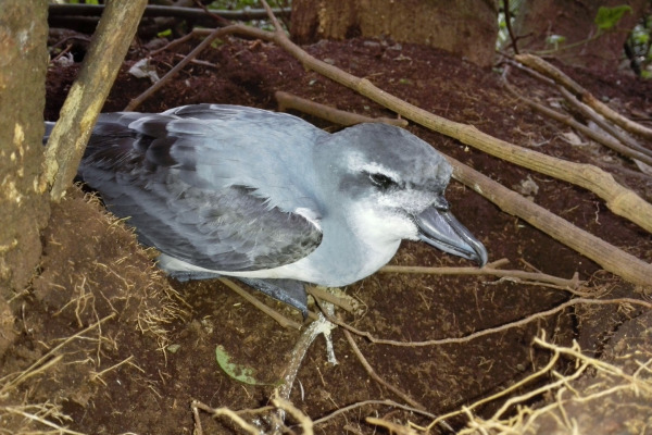 Atlantic petrel
