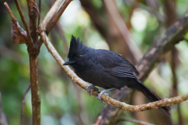 Atlantic Royal Flycatcher