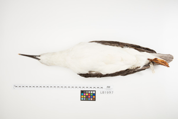 Atlantic Yellow-nosed Albatross