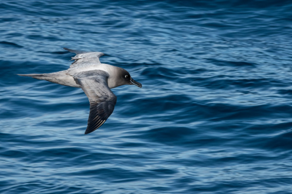 Atlantic yellow-nosed albatross