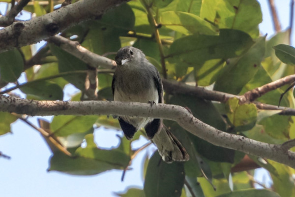 Attenborough's Gnatcatcher