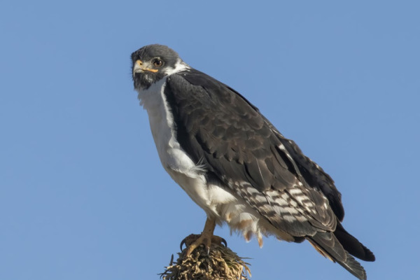 Augur Buzzard