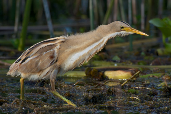Australasian Bittern