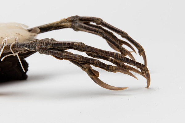 Australasian bittern