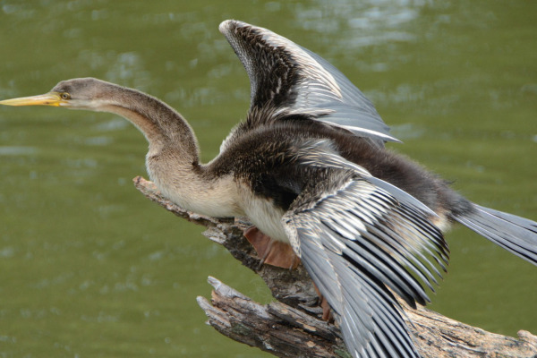Australasian Darter