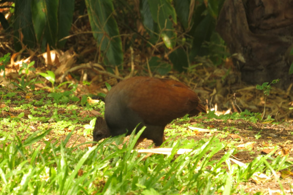 Australian Brush-turkey