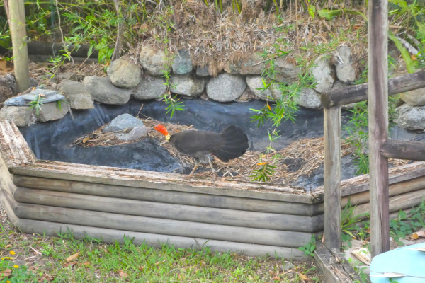 Australian Brush-turkey