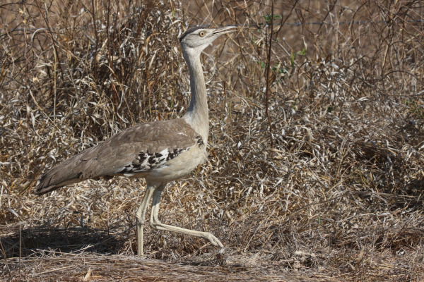 Australian Bustard